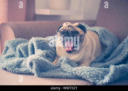 Domenica mattina il tempo con la luce della finestra a casa per un bel marrone funny pug pigri svegliatevi con la bocca aperta e sbadiglio. stanco per andare concetto di lavoro. Foto Stock