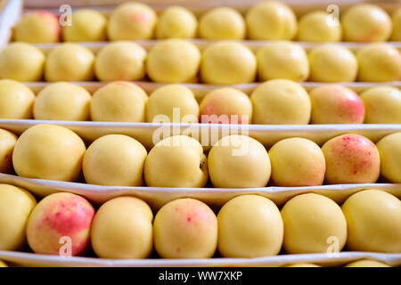 Diverse righe di fresche e mature nettarine giallo o albicocche sul display di frutta Foto Stock