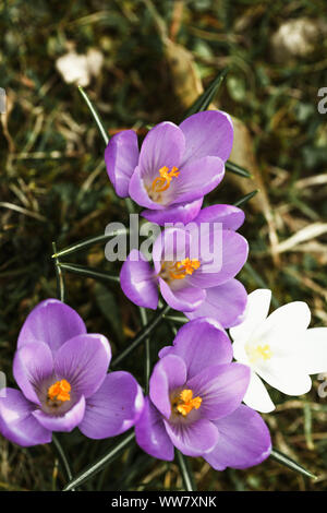 La molla messaggeri, il crocus riempire il giardino di colore, Foto Stock