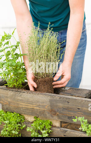 Self-made orto di erbe aromatiche, giardino verticale, piantagione Foto Stock