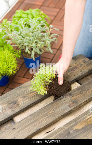 Self-made orto di erbe aromatiche, giardino verticale, piantagione Foto Stock