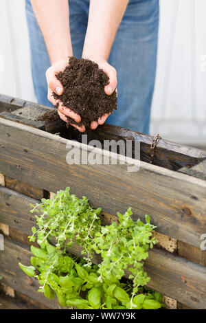 Self-made orto di erbe aromatiche, giardino verticale, suolo, riempimento Foto Stock