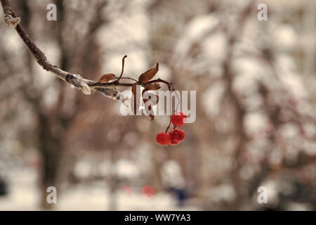 Grappoli rossi di rowan coperto con la prima neve. Inverno sfondo. Paesaggio invernale con coperte di neve rosso brillante rowan. Ramo Rowanberry. Bacche o Foto Stock