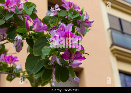 Struttura ad albero delle orchidee, (Bauhinia variegata), Santa Cruz de Tenerife, Isole Canarie, Spagna, Europa Foto Stock