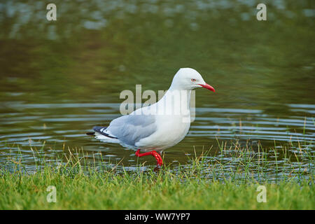 Argento (gabbiano Chroicocephalus novaehollandiae), close-up, shore, vista laterale in piedi, la fauna selvatica, Victoria, Australia Foto Stock