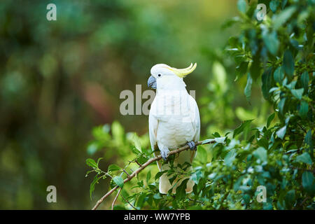 Zolfo-crested cockatoo (Cacatua galerita) in una foresta, ramo, seduto, fauna selvatica, Dandenong Ranges National Park, Victoria, Australia Foto Stock