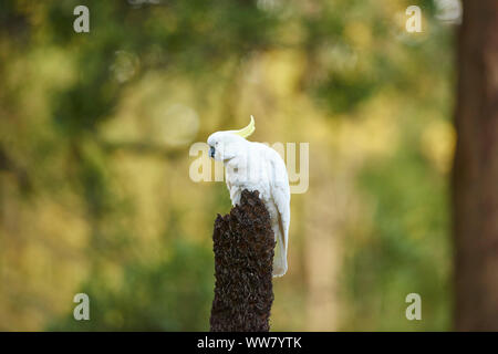 Zolfo-crested cockatoo (Cacatua galerita) in una foresta, ramo, seduto, fauna selvatica, Dandenong Ranges National Park, Victoria, Australia Foto Stock