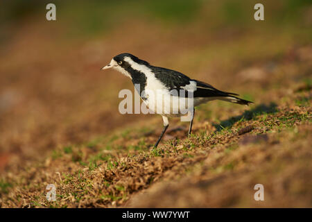 Gazza-lark (Grallina cyanoleuca), prato, vista laterale, in piedi Foto Stock