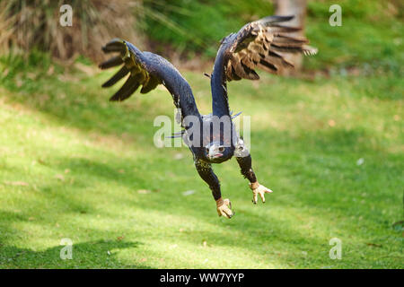 Cuneo-tailed eagle (Aquila audax) sul parafango, chiudere fino a Victoria, Australia Foto Stock