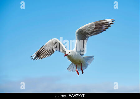 Argento (gabbiano Chroicocephalus novaehollandiae), close-up, volo, la fauna selvatica, Victoria, Australia Foto Stock