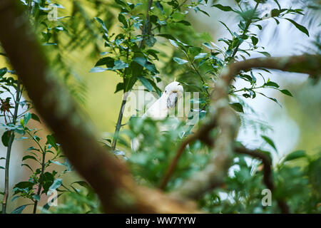 Zolfo-crested cockatoo (Cacatua galerita) in una foresta, ramo, seduto, fauna selvatica, Dandenong Ranges National Park, Victoria, Australia Foto Stock