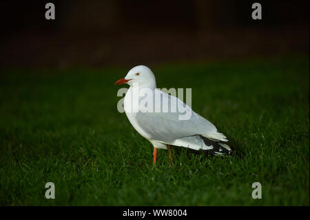 Argento (gabbiano Chroicocephalus novaehollandiae), close-up, vista laterale, seduti, fauna selvatica, Victoria, Australia Foto Stock