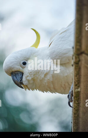 Zolfo-crested cockatoo (Cacatua galerita) in una foresta, ramo, seduto, fauna selvatica, Dandenong Ranges National Park, Victoria, Australia Foto Stock