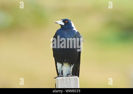 Australian gazza (Gymnorhina tibicen), frontale, seduti, close up Foto Stock