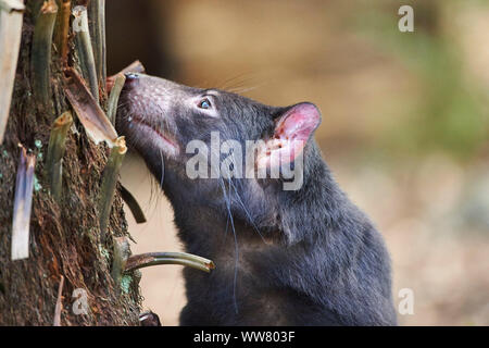 Diavolo della Tasmania (Sarcophilus harrisii) foraggio, chiudere fino a Victoria, Australia Foto Stock