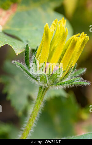 Fiore di Rudbeckia fulgida, oro storm o coneflower, Bud, fioritura Foto Stock