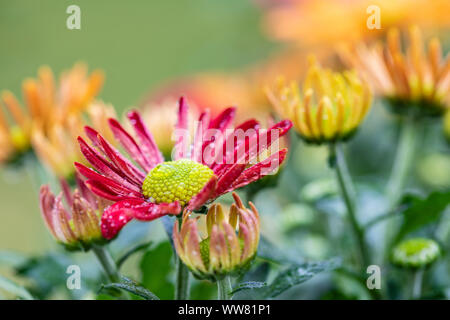 Crisantemo indiano, crisantemo indicum, fiorisce, close-up Foto Stock