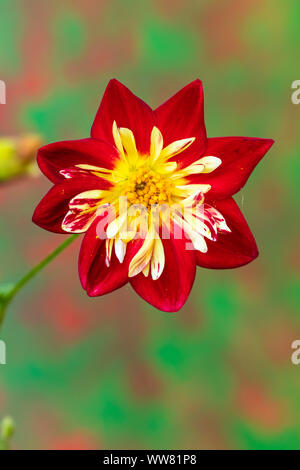 Dahlia Fiore Perkdalia dandy, close-up Foto Stock