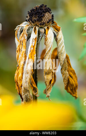 Fiore appassito della Rudbeckia fulgida, oro storm o coneflower Foto Stock