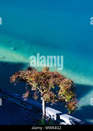 New Scenic 5 posti ancora vita sulla riva del lago di Zurigo in Rapperswil Foto Stock
