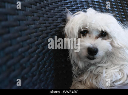 Bellissimo il maltese cucciolo di cane in posa come un modello Foto Stock