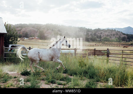 Horse Running in penna con le montagne e le stalle Foto Stock