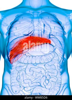 Fegato malato, illustrazione concettuale Foto Stock