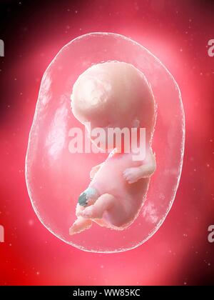 Feto a settimana 10, illustrazione Foto Stock