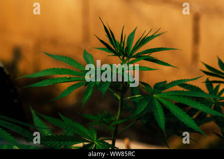 Foglie giovani di marijuana di piante di canapa, indica, in stile vintage backgr Foto Stock