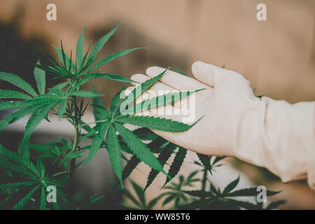 Gli agricoltori esaminare la crescita di nuovo la marijuana per uso medico Foto Stock