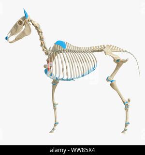 Horse coracobrachialis muscolo, illustrazione Foto Stock