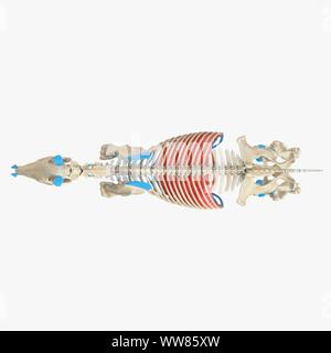 Diaframma di cavallo, illustrazione Foto Stock