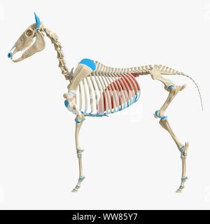 Diaframma di cavallo, illustrazione Foto Stock