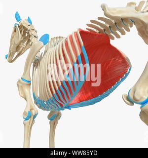 Diaframma di cavallo, illustrazione Foto Stock