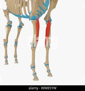 Horse flessore radiale del carpo il muscolo, illustrazione Foto Stock