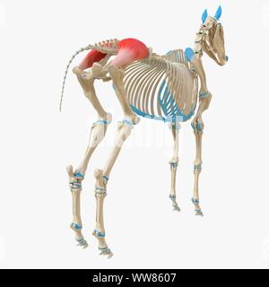 Horse gluteo medius muscolo, illustrazione Foto Stock