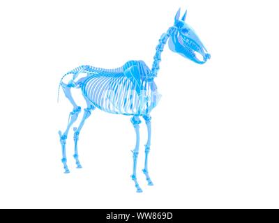 Lo scheletro di cavallo, illustrazione Foto Stock
