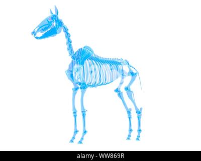 Lo scheletro di cavallo, illustrazione Foto Stock