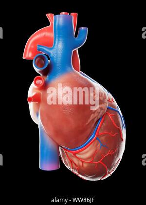 Il cuore umano, illustrazione Foto Stock