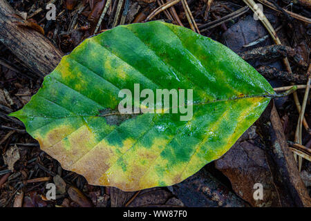 Una piccola foglia nella foresta. Faggio leaf giacente nella foresta. La stagione autunnale. Foto Stock