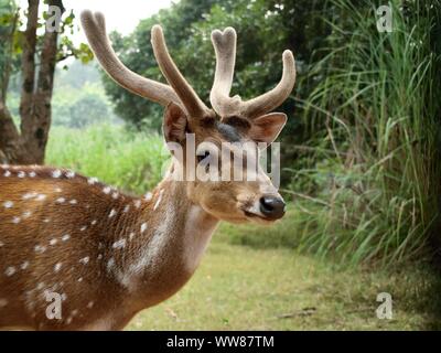 Avvistato Stag Cervo vicino la faccia in una foresta. Foto Stock