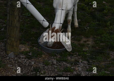 Caprini in uno zoo di animali domestici Foto Stock