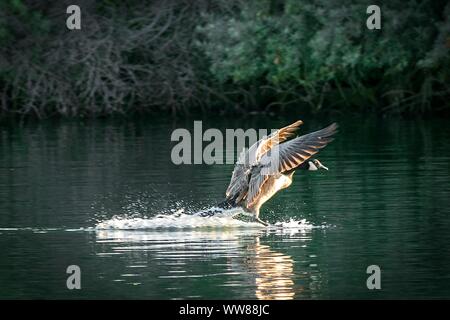 Southport, Merseyside, 13 settembre 2019. Un Canada Goose fa un libro di testo dello sbarco come la sera il sole accarezza la superficie del lago marino a Southport, Merseyside. Credito: Cernan Elias/Alamy Live News Foto Stock