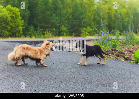 Due Silly gioco mutts combattendo sul terrapieno erboso prima di un laghetto Foto Stock