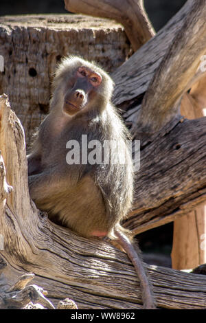 Hamadryas Baboon. Seduti sul log e con calma cercando di destra. Foto Stock