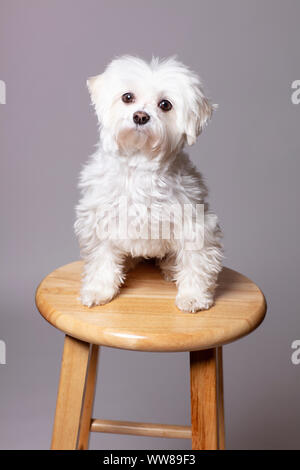 Ritratto di un cane Maltese Foto Stock