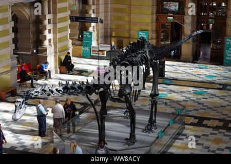 Dippy sul display al Kelvingrove Art Gallery and Museum. Il Museo di Storia Naturale iconici Diplodocus cast Foto Stock