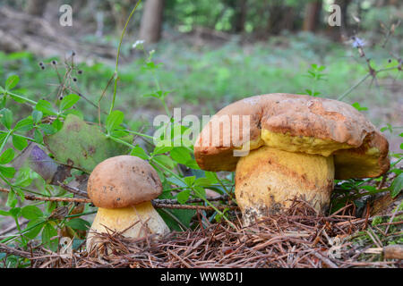 Due giovani esemplari di commestibile, ma rari funghi selvatici Boletus subappendiculatus in habitat naturale di montagna, foreste di abete rosso, spesso confuso con Boletu Foto Stock