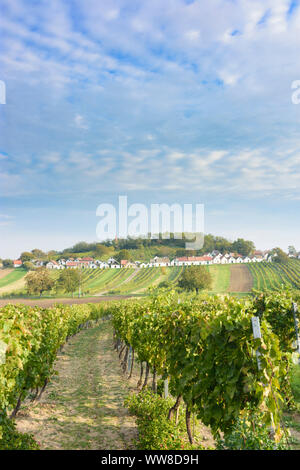 WildendÃ¼Rnbach, Kellergasse (cantina lane) con Presshaus (premere casa) a hill Galgenberg, vigneto, il vino nel Weinviertel (vino trimestre), Austria Inferiore, Austria Foto Stock