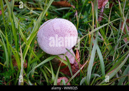 Bianco di funghi commestibili Lycoperdon perlatum nella foresta di autunno. Comunemente noto come comuni puffball, warted puffball, i gem-puffball chiodati, o il diavolo Foto Stock